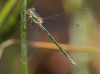 J18_1198 Lestes dryas female